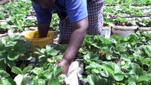 Twende Shambani :Strawberry Farming PART TWO