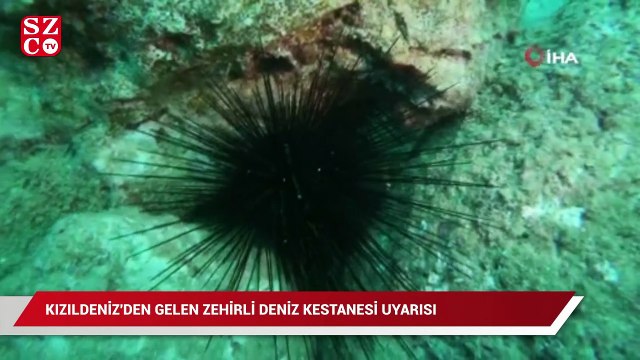 Kızıldeniz'den gelen zehirli deniz kestanesi uyarısı