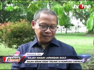 Gajah Masuk Lapangan Golf