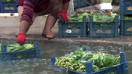 Ispanakta zehirlenme iddiaları üreticiyi mağdur etti