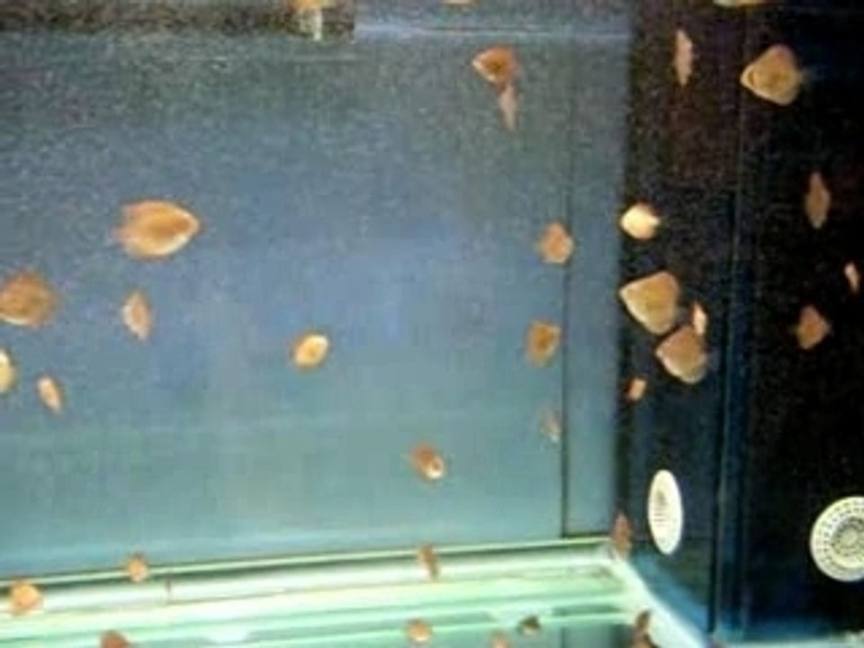 Discus Fry