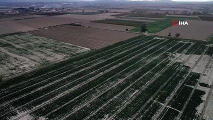 Ispanakta zehirlenme iddiaları üreticiyi mağdur etti