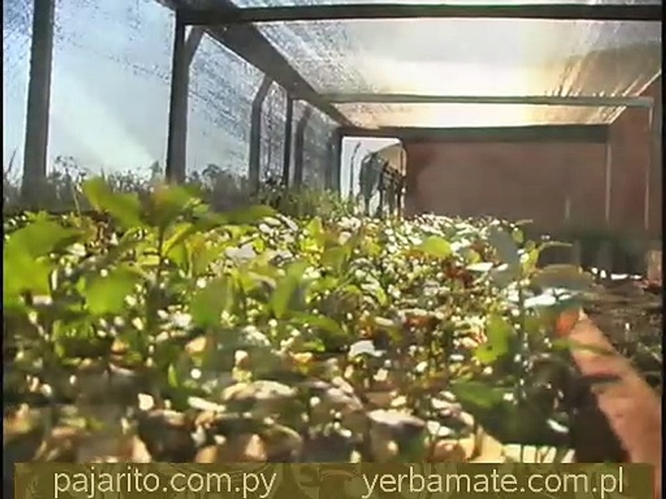 Yerba Mate Pajarito - 01