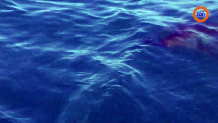 Un requin au large de Gansbaai, en Afrique du Sud