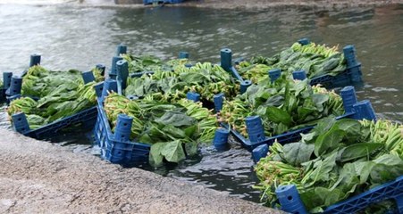 Son dakika: Sağlık Bakanı Koca, ıspanak zehirlenmelerinin neden olduğu açıkladı: Yabani otları tespit ettik
