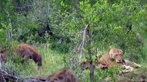 Animals Fighting For Foods Lion vs Hyena, Wild dog   Amazing the Strongest Big Cat ULTIMATE FIGHT
