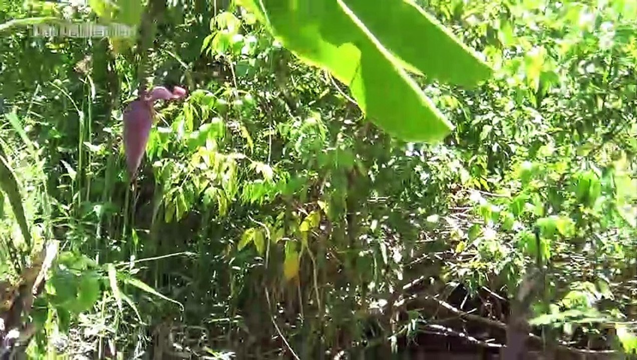 Lẩu mắm hoa tím lục bình ở miền tây - DDMT_28