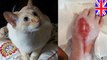 Dicakar kucing, wanita hampir meninggal karena infeksi - TomoNews