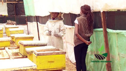 Twende shambani : bee farming PART 2
