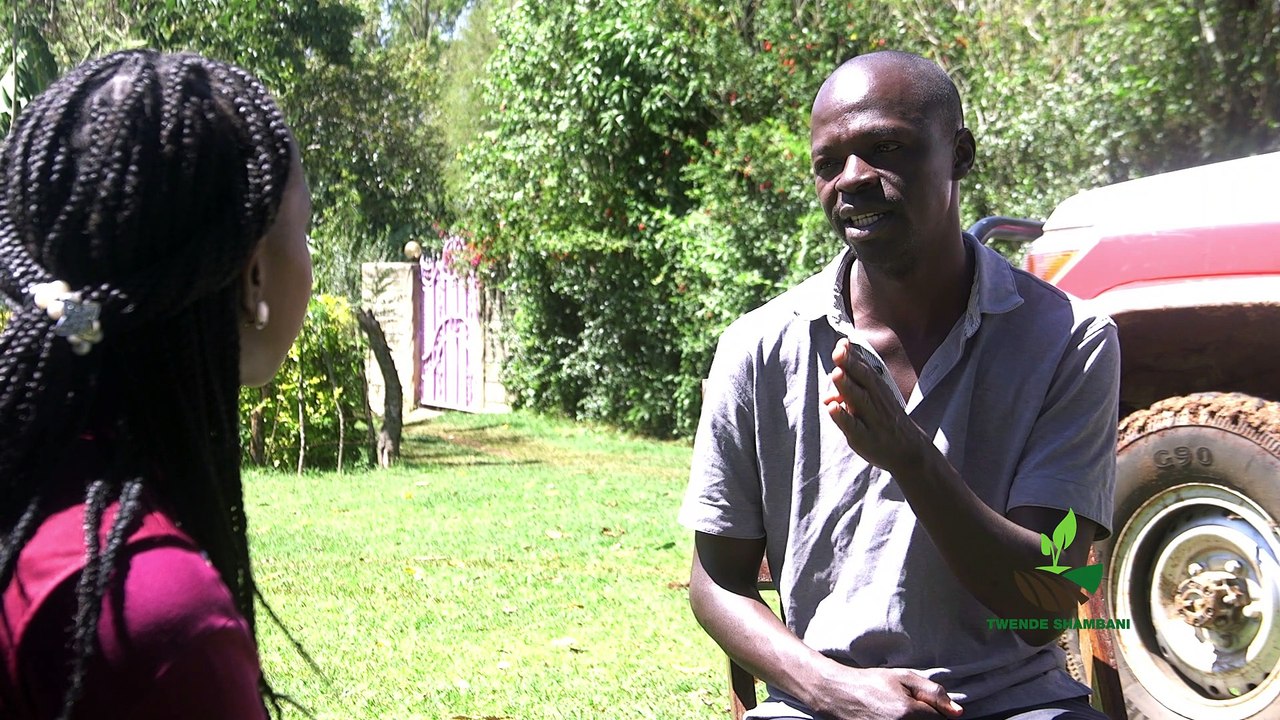 Twende shambani: sweet potato farming PART 2