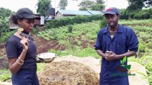 Twende shambani: mushroom farming PART 2