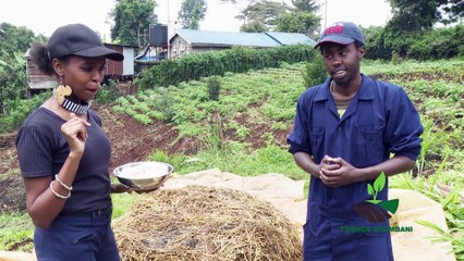 Twende shambani: mushroom farming PART 2