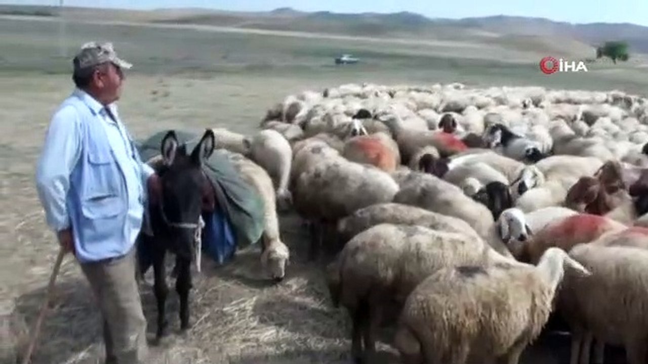 150 bin çoban ithal edilecek