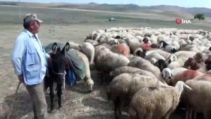 150 bin çoban ithal edilecek