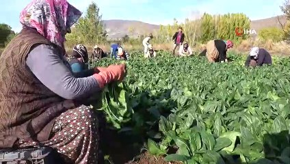 Üretici Seyrekoğlu: 'Zehirlenmeler ıspanak satışlarını etkilemedi'