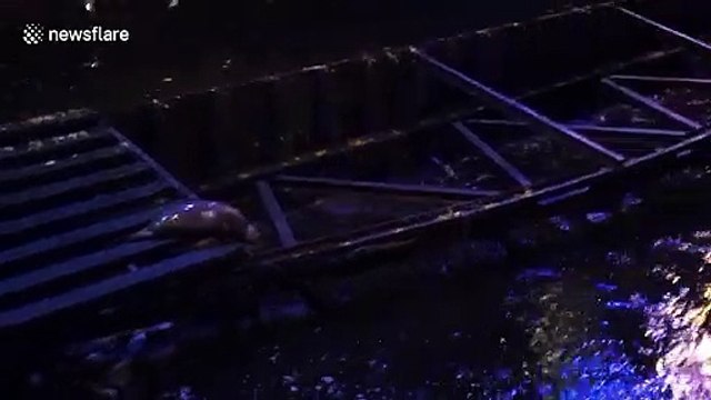 Surprising footage of adorable seal caught exploring banks of the River Clyde in Glasgow