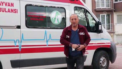 Bolu'da hayvana şiddet iddiası - BOLU