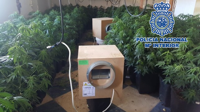 Policía desmantela una plantación de marihuana en Marbella (Málaga)