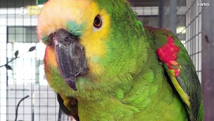 Meet Sim, the Parrot That Just Celebrated His 70th Birthday