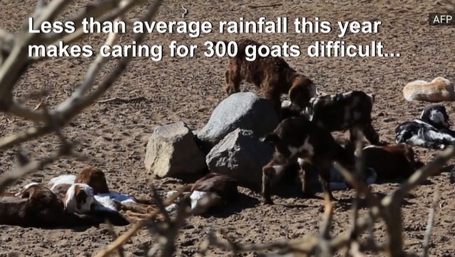 Drought impacting goat farmers in Argentina