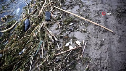 Ölü balıklar sahile vurdu