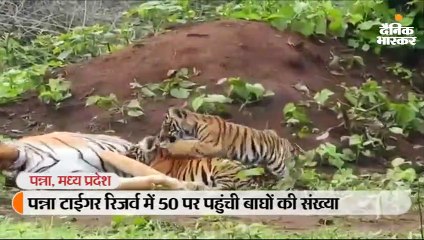 पन्ना टाईगर रिजर्व में 50 पर पहुंची बाघों की संख्या