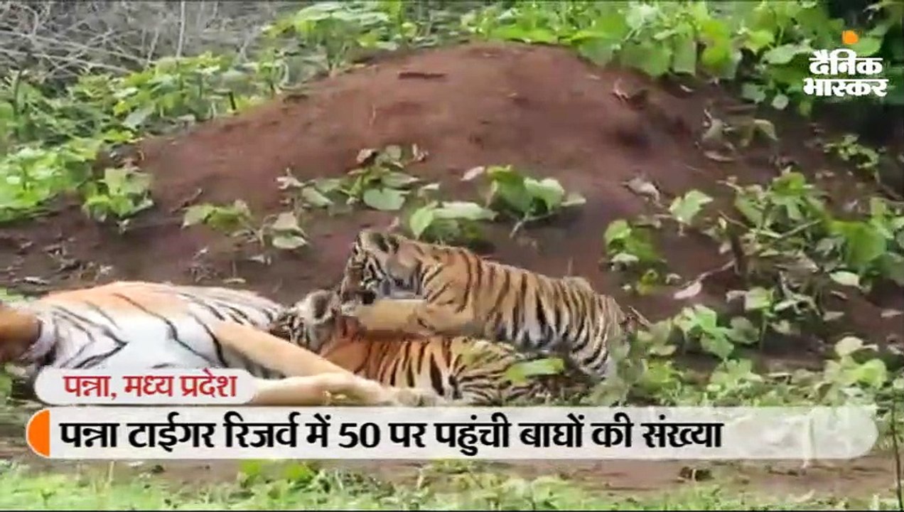 पन्ना टाईगर रिजर्व में 50 पर पहुंची बाघों की संख्या