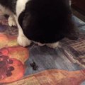 Cat Catches Cricket and Proudly Shows Off to Owner