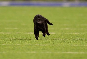 Black Cat Interrupts Monday Night Football Broadcast