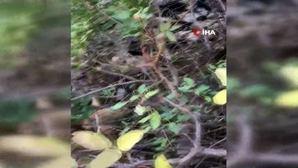 Bitlis’te uçurumdan düşen 315 koyun telef oldu