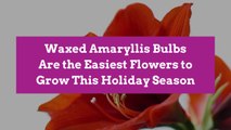 Waxed Amaryllis Bulbs Are the Easiest Flowers to Grow This Holiday Season