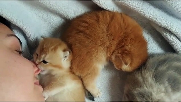 Ce bébé chaton lèche et mordille le nez de cette femme... trop mignon !