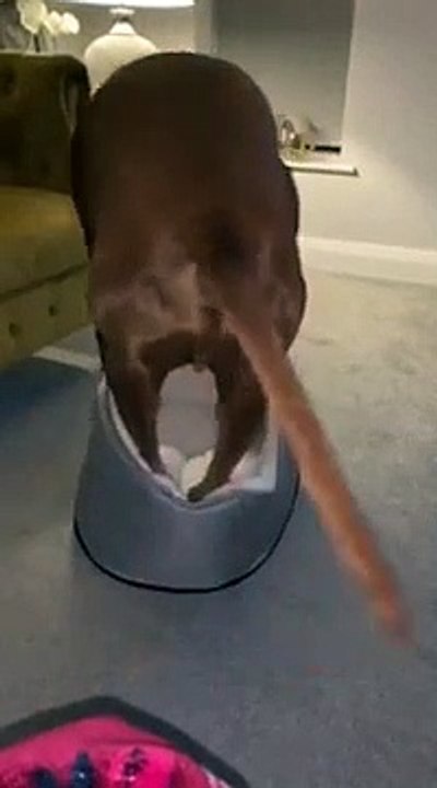 Ce gros chien fait tout pour rentrer... dans le lit des chiots !