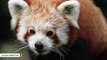 Fugitive Red Panda Captured After Drone Used To Find Escaped Creature