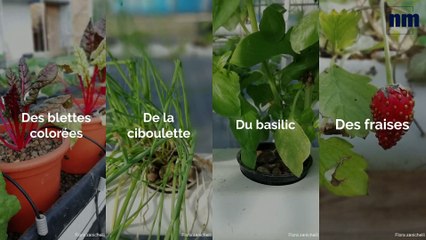 Quand les mairies prennent en main l'agriculture locale