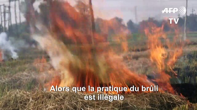 Des fermiers indiens continuent les brûlis malgré la pollution de l'air