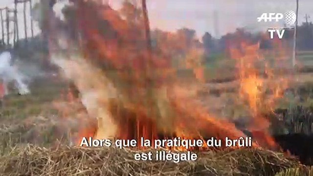 Des fermiers indiens continuent les brûlis malgré la pollution de l'air