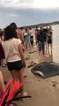 Ils pêchent une énorme raie mais les touristes sur la plage leur demandent de la remettre à l'eau