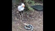 Cet oiseau a une technique incroyable pour neutraliser les serpents...