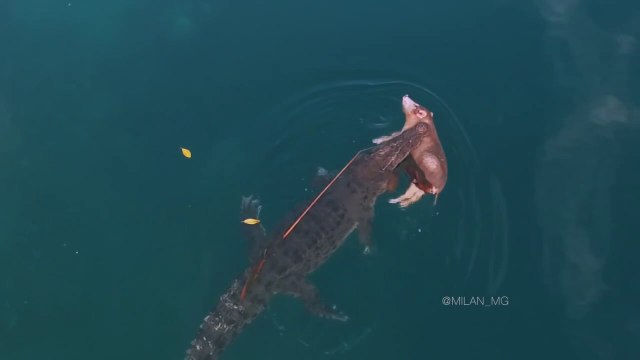 Cet énorme crocodile de mer se ballade avec un cochon entre les dents