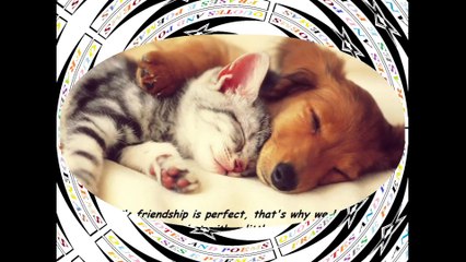 No friendship is perfect, accept the differences! [Quotes and Poems]