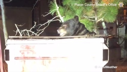 Sheriffs rescue massive bear from dumpster