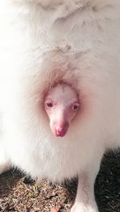 Albino Wallaby Wakes from Nap