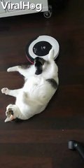 Cat Plays with Robot Vacuum