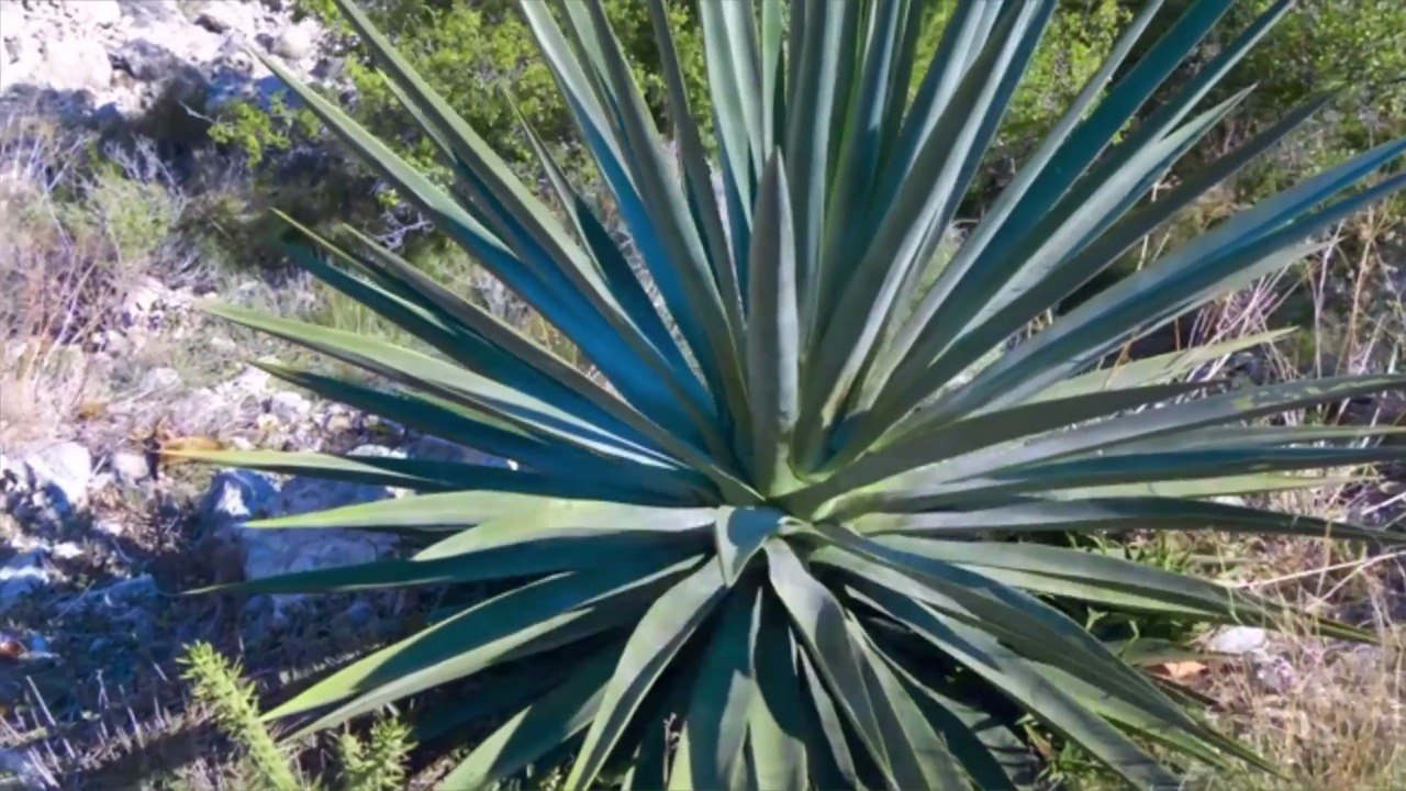 Is Agave Nectar Healthier Than Sugar?