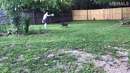 Try Not To Laugh - Funny Animals Videos Compilation 2019 - Cats Are Weird