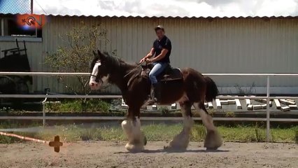 mqn-Ponga a Juank a Bretear- Domador de Caballos-051119
