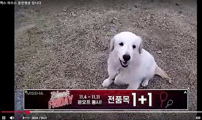 하남 구리 남양주 의정부 춘천 강원도 강아지하우스훈련 영상 모습 강아지분리불안 훈련 방문교육