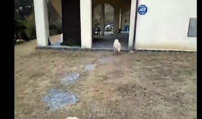 경기도 포천 구리 의정부 이천 강원도 애견호텔 애견위탁 방문돌봄 애견돌보미