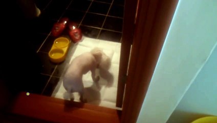 *스터디독스쿨* 010.8310.0119 판교 분당 야탑 과천 안양  군포 의왕 시흥 평촌  안산 시화 인천 부천  부평 김포 화성 병점 오산  평택 안성 용인 애견훈련소 방문훈련 모델견 연기견 섭외문의 강아지훈련소